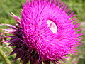 Color magenta de un cardo