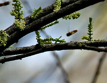 Budding and flowers