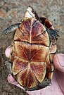 Plastron, in Ecuador