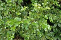 Close-up of leaves