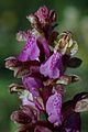 Orchis spitzelii