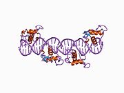 1by4: STRUCTURE AND MECHANISM OF THE HOMODIMERIC ASSEMBLY OF THE RXR ON DNA