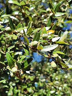 Description de l'image Quercus Eduardii.jpg.