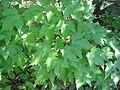 Acer rubrum leaves