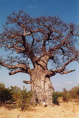 Harilik ahvileivapuu Adansonia digitata