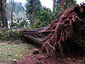 Tree knocked down by December 2006 storm.