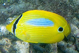 Chaetodon plebeius