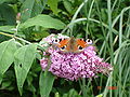 Buddleja davidii (Schmetterlingsflieder)