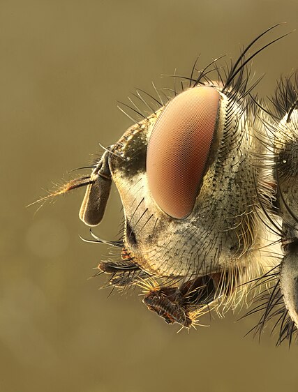 HEAD OF A FLY (Caliphrodae)