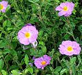 Cistus incanus