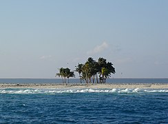 Cocoteraie sur l'île de Clipperton (France).