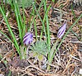 Crocus laevigatus