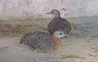 Variegated Tinamou