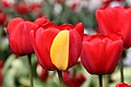 Image 5A red tulip exhibiting a partially yellow petal due to a somatic mutation in a cell that formed that petal (from Mutation)