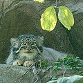 Manoel (Felis manul)