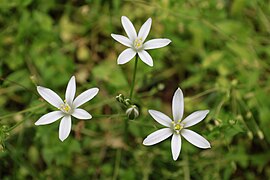 Maryland flora