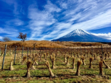 Koshu grapes growing in a Fujisan Winery vineyard with great view of Mount Fuji