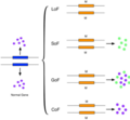 Image 27This figure shows a simplified version of loss-of-function, switch-of-function, gain-of-function, and conservation-of-function mutations. (from Mutation)