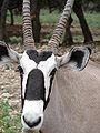 Gemsbok at the Natural Bridge Caverns Wildlife Park.