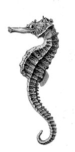 Hippocampus borboniensis