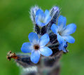 Myosotis stricta