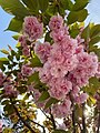 Parkta yürüyüş yollarının kenarındaki çiçeklerden biri: Sakura