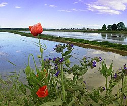 Rīsu plantācijas