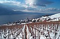 Lavaux'daki asma bahçeleri