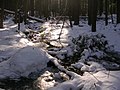 A stream in the Sheldrick Forest Preserve.