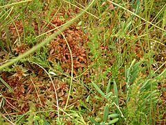 Sphaigne, Sphagnum.