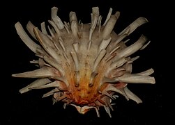 Spondylus americanus (espondílido)