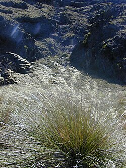 Deschampsia nubigena