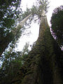 Image 17Eucalyptus regnans forest in Tasmania, Australia (from Old-growth forest)