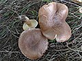 Tricholoma imbricatum