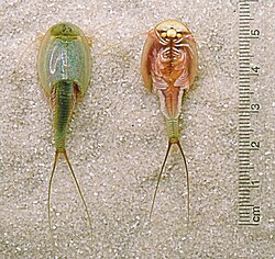 Triops longicaudatus rückenseitige und bauchseitige Ansicht (von Micha L. Rieser)