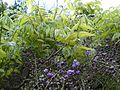 Wisteria floribunda 'Violacea Plena'