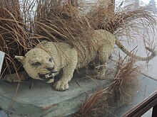 Mounted specimen in the Zanzibar Museum