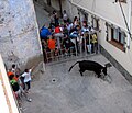 Correbou pels carrers d'Alfara. Els correbous són una festa força estesa a les Terres de l'Ebre; se celebren durant les festes majors de molts pobles.