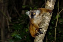 A black lemur holding on to a branch