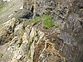 Corniche naturelle dans la falaise nord, liée au retrait de l'ampelite par rapport à la couche de calcaire crétacé, mise à profit pour l'aménagement du chemin des mines