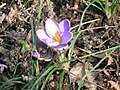 Crocus minimus