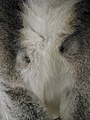 Brachial glands on the upper chest of a male Ring-tailed Lemur