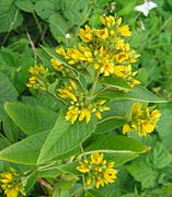 Lysimaque vulgaire (Lysimachia vulgaris).