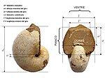 Principali elementi morfologici e morfometrici di un nautiloide ad avvolgimento planispirale. Esemplare fossile dal Giurassico Superiore del Madagascar.