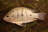 Oreochromis andersonii