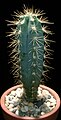 Pilosocereus azureus