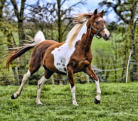 Cheval pintabian au galop dans son pré.