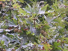 Platanus orientalis fruits, Thasos.jpg