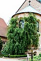 The Rose of Hildesheim climbs on the wall of Hildesheim Cathedral. Hildesheim. June 2016.