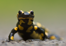 Fire salamander